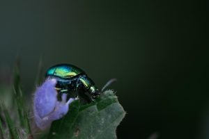 Stell dir vor, du wachst auf und bist ein Käfer …